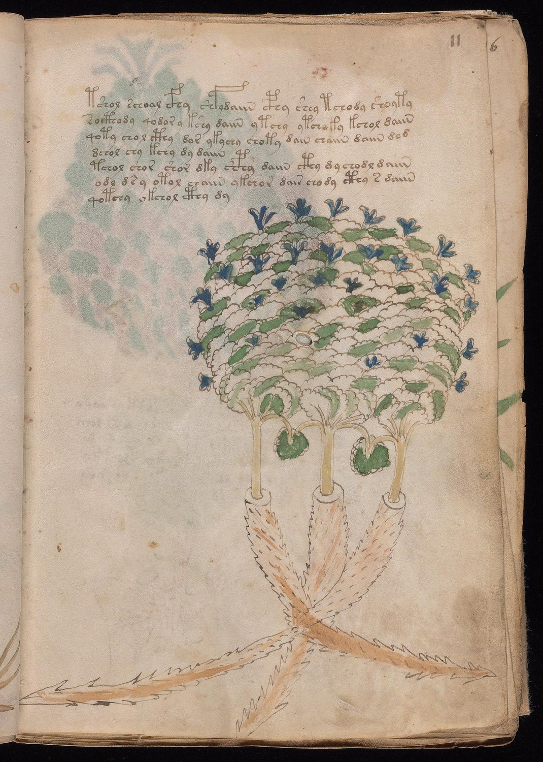 Herbal Page 21